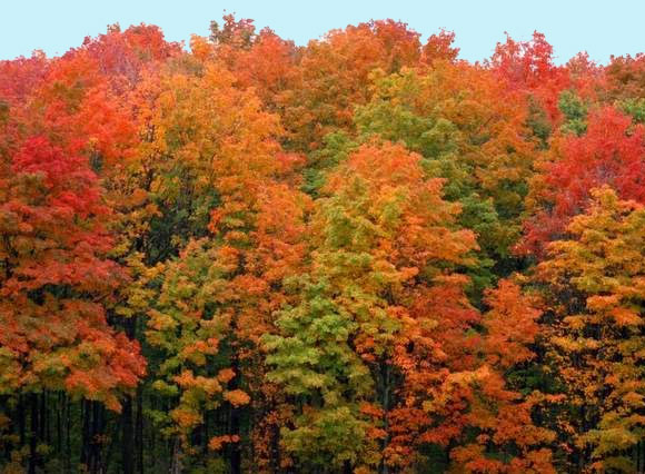 Fall Foliage