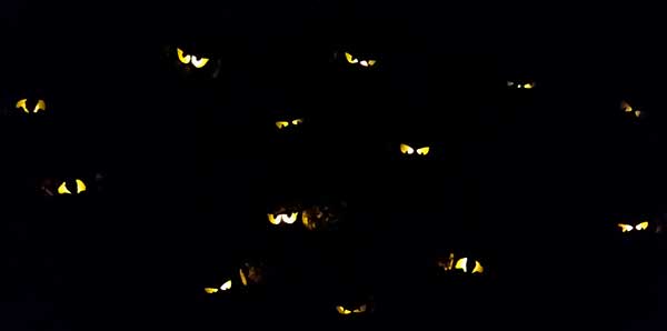 Spooky Eyes in Bushes